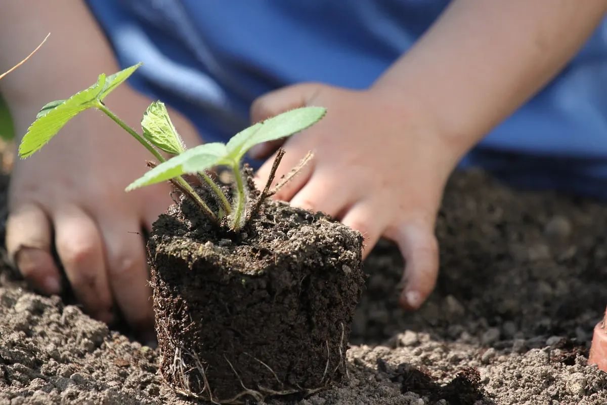 Mercia Quarter Allotment Waiting List: How to Apply and What to Grow First